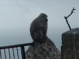 Monkey At Gibraltar 3